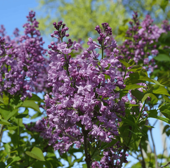 variétés de lilas