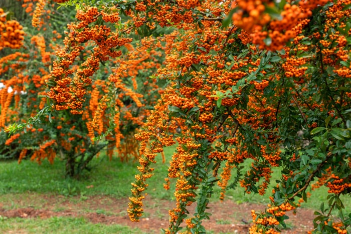 iStock-1457979244 plantes épineuses arbres pyracantha