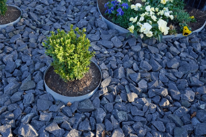 Un jardin de rocaille en ardoise avec plusieurs petites plantes.