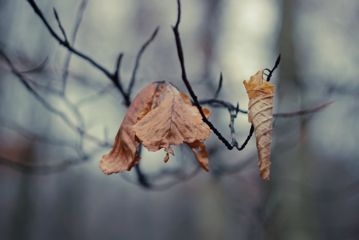 vue rapprochée de feuilles brunes collées sur une branche en hiver