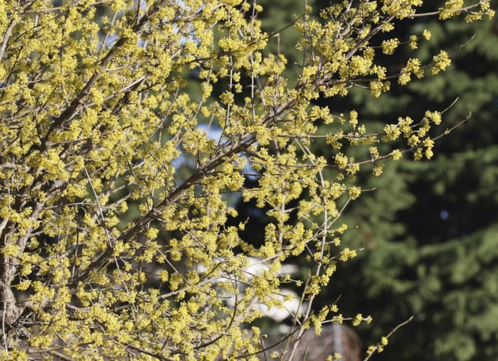 25 façons de profiter de votre jardin cet hiver