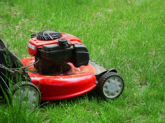 Une tondeuse à gazon rouge est utilisée pour couper l'herbe à une longueur moyenne.