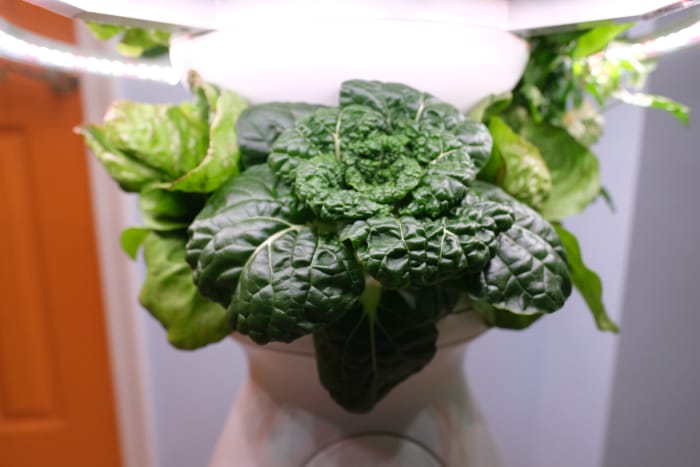 Un examen testé du kiosque à la ferme Lettuce Grow : vaut-il son prix ?