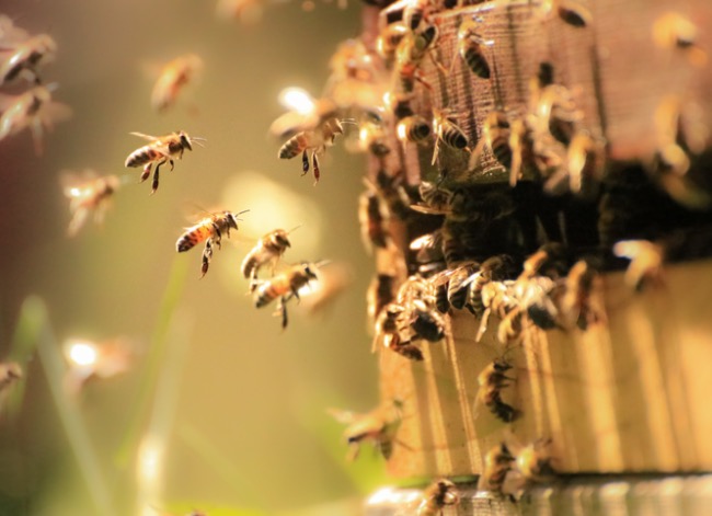 abeille charpentière vs bourdon