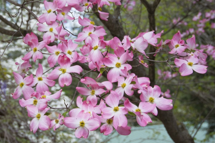 Cornouiller rose dans un bois