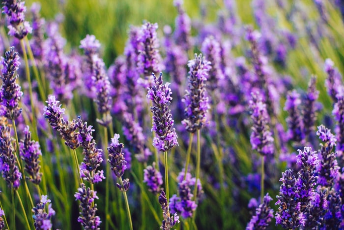 11 fleurs qui donneront à votre jardin une atmosphère de cottage anglais