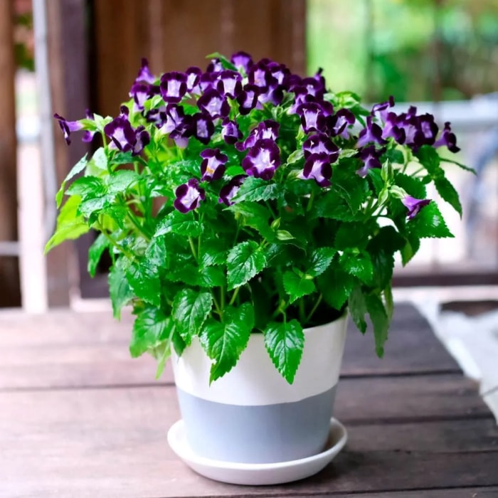 Plante de fleurs violettes et blanches en pot