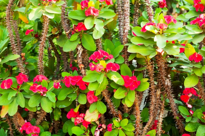 iStock-180755363 plantes épineuses Euphorbia Milii Crown of Thorns Plant