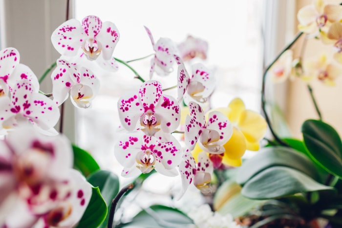 Orchidées phalaenopsis sur un rebord de fenêtre. Plantes d'intérieur en fleurs. Fleurs blanches, violettes et jaunes. Jardin d'intérieur. Gros plan