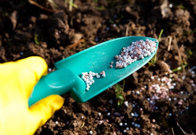 Types d'engrais que tout jardinier devrait connaître