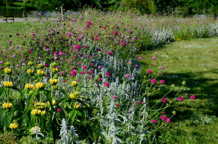 Jardin de fleurs sauvages dans la cour