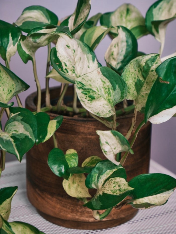 10 variétés de pothos pour votre collection de plantes d'intérieur faciles à entretenir