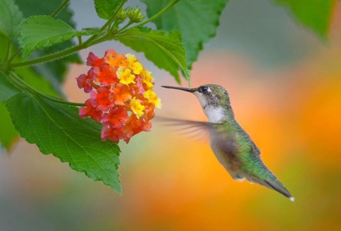 soins de lantana