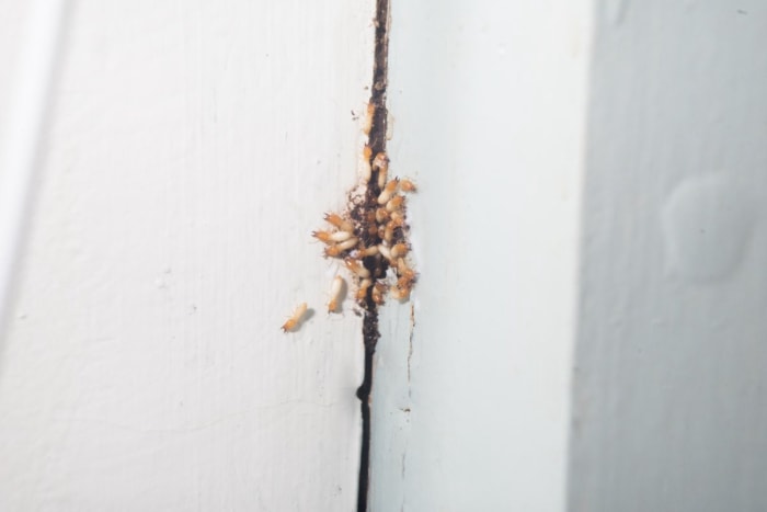 Les termites sortent d'un trou dans le bois.