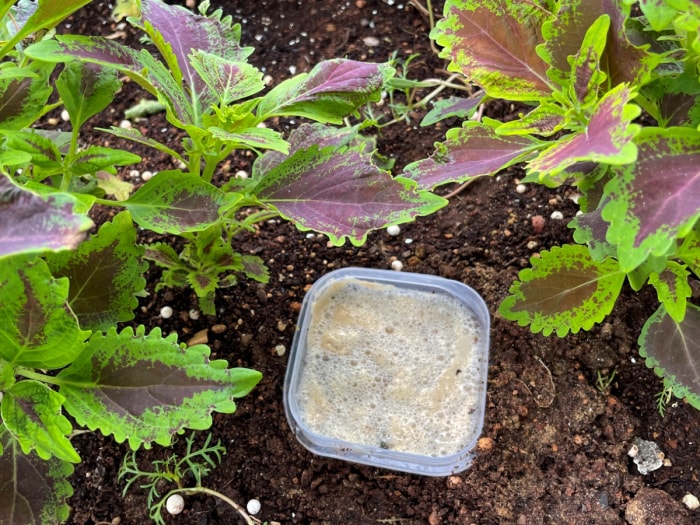 Récipient en plastique avec de la bière à proximité des plantes du jardin.