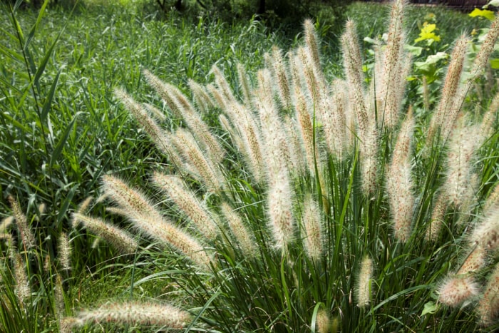 Herbe de fontaine dans une zone de pelouse verte.