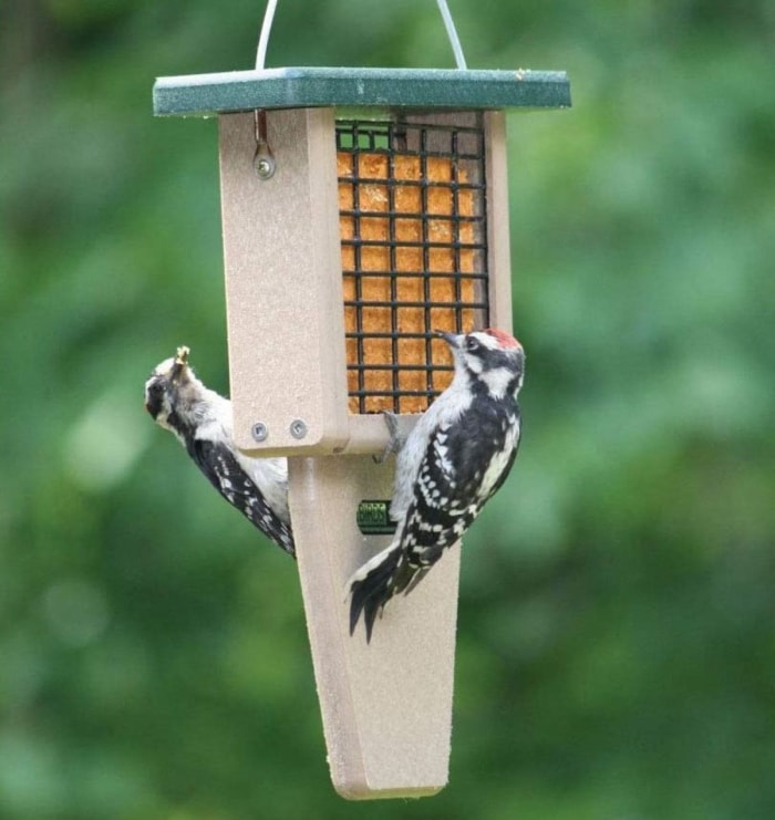 types de mangeoires pour oiseaux - mangeoire à suif