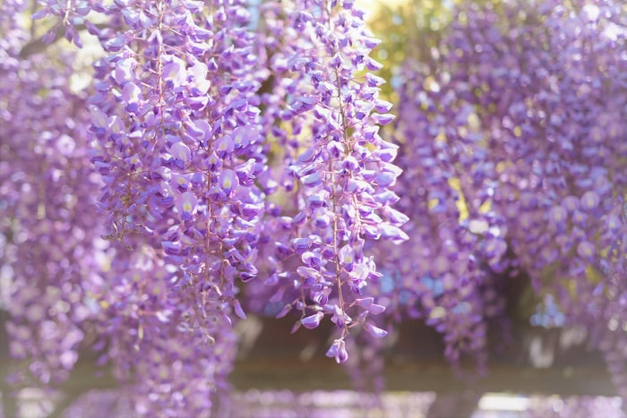 11 fleurs qui donneront à votre jardin une atmosphère de cottage anglais