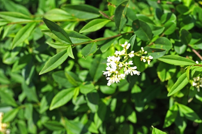 Arbuste de troène à fleurs blanches