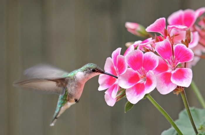 Attirez plus de colibris dans votre jardin en évitant ces 10 erreurs courantes