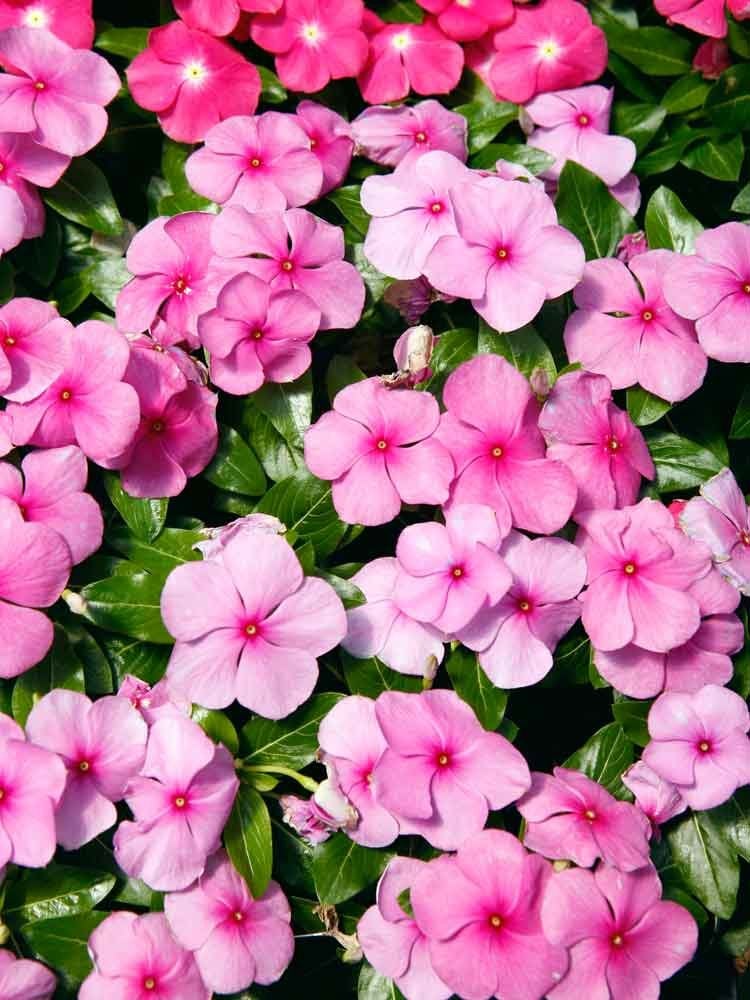 14 fleurs durables pour votre jardin