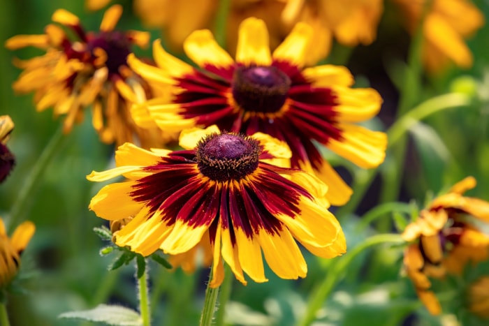 Fleurs de Susan aux yeux noirs avec des pétales rouges et jaunes.