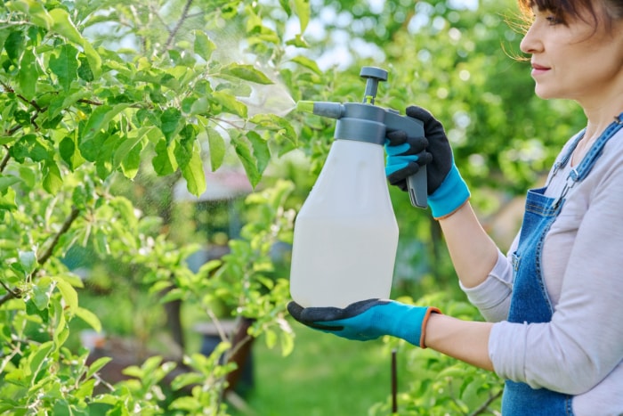 Femme pulvérisant un arbre fruitier