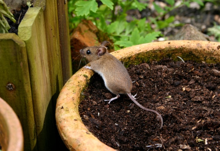 Souris des champs dans un pot de jardin.