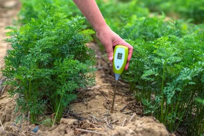 Personne utilisant un testeur de sol dans le jardin