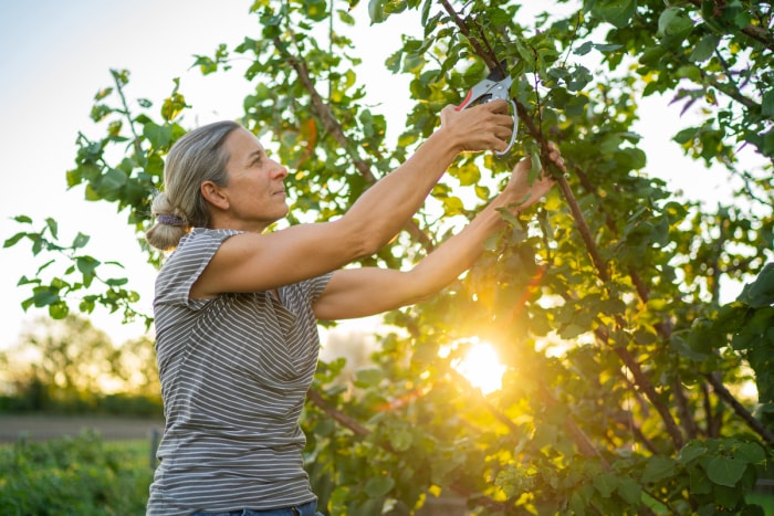 Femme adulte mature sur une échelle dans son jardin coupant des branches d'abricotier, tard dans la journée.