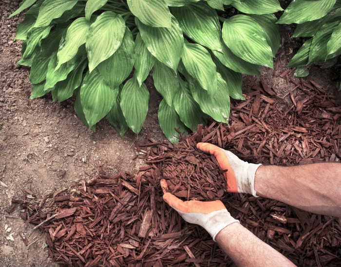 Gros plan d'un homme portant des gants de jardinage répandant du paillis brun, de l'écorce, autour des plantes hostas du jardin pour tuer les mauvaises herbes, cour avant, arrière-cour, aménagement paysager de la pelouse