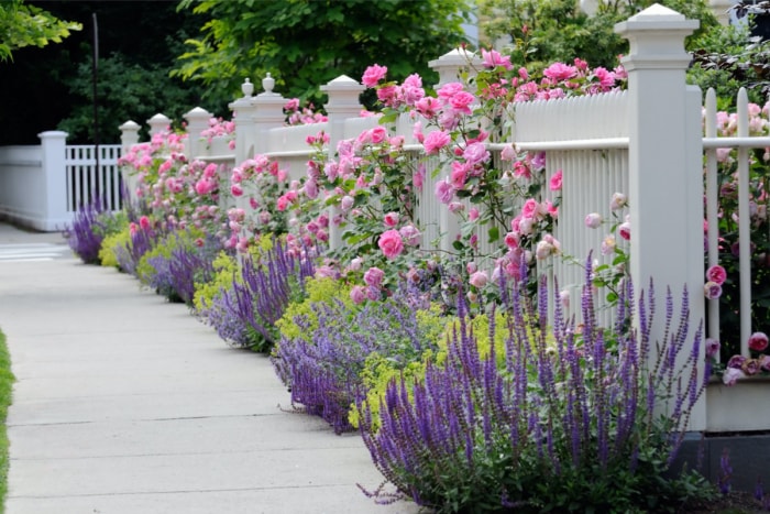 Une clôture blanche près d'un trottoir avec des fleurs violettes et roses qui poussent dessus.