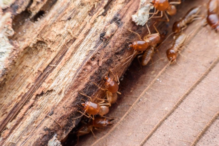 A quoi ressemblent les déjections de termites ?