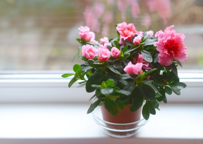 Plante d'intérieur en pot d'azalée rose.