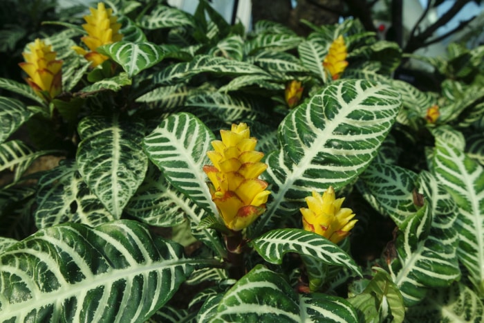 iStock-1436270496 plantes d'intérieur les plus difficiles à maintenir en vie plante zébrée à fleurs jaunes