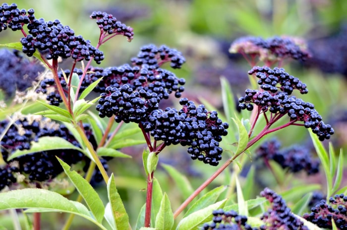 Plante de sureau avec baies