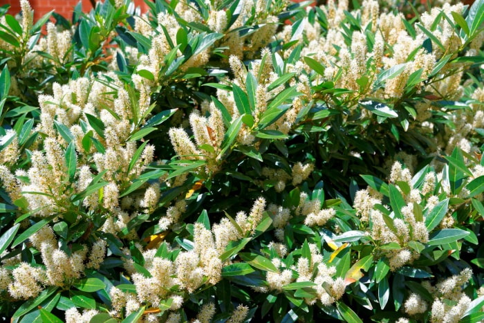 L'itea blanc, généralement appelé Little Henry ou Sweetspire, a été photographié sur le campus de l'université George Washington à Washington DC, aux États-Unis. Ces fleurs attirent généralement de nombreux papillons.