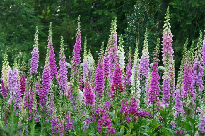 digitale pourpre multicolore - Digitalis purpurea