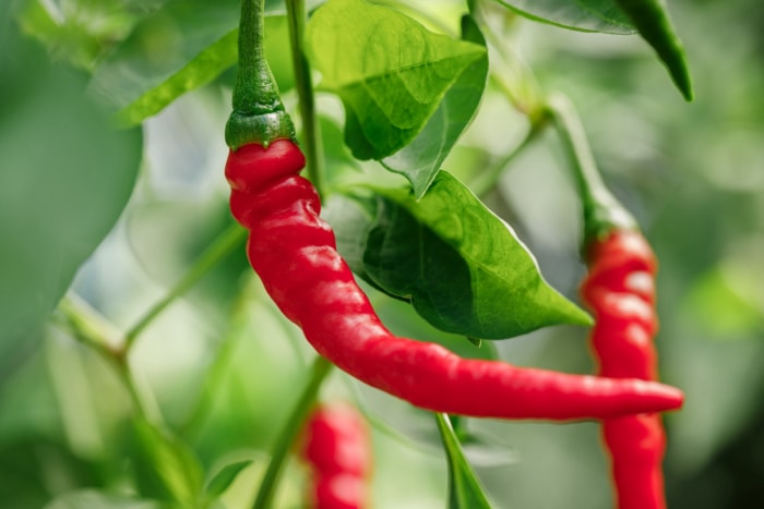 types de poivrons - plante de poivre de Cayenne