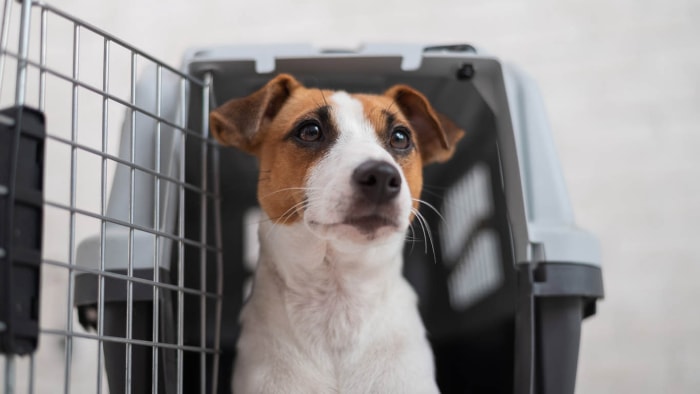 Les meilleurs services de transport d'animaux de compagnie