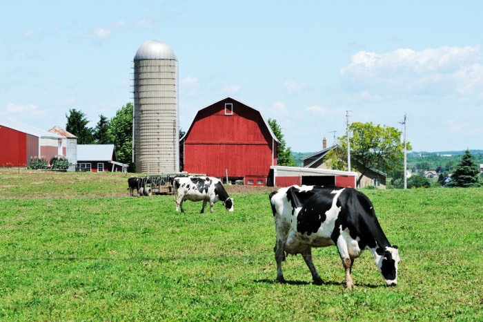 heure d'été 2023 - vaches paissant devant une grange rouge