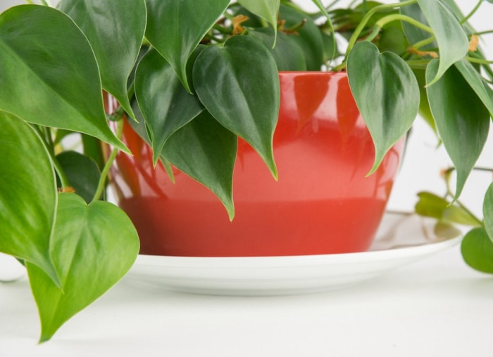 Comptez sur ces 25 plantes d'intérieur pour une couleur facile toute l'année