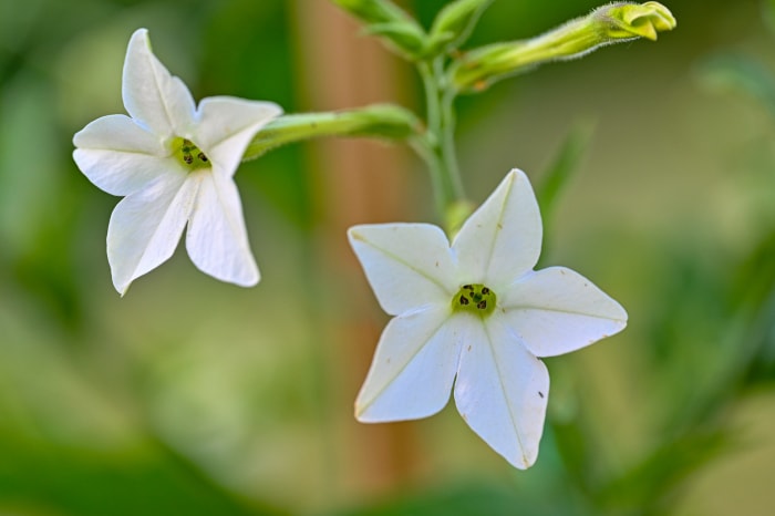 fleurs d'été