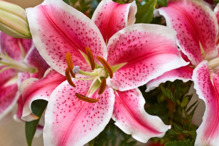 gros plan sur la fleur rose et blanche d'un lis étoilé