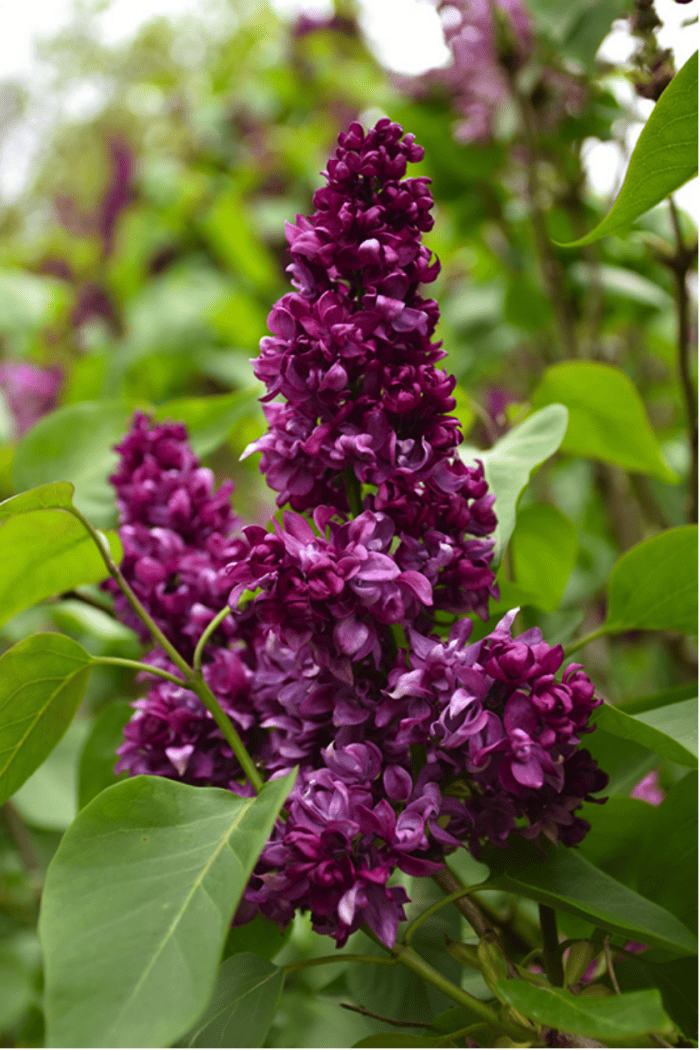 variétés de lilas