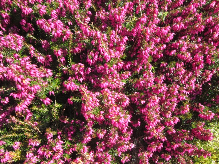 Gros plan sur la bruyère à fleurs roses (Erica)