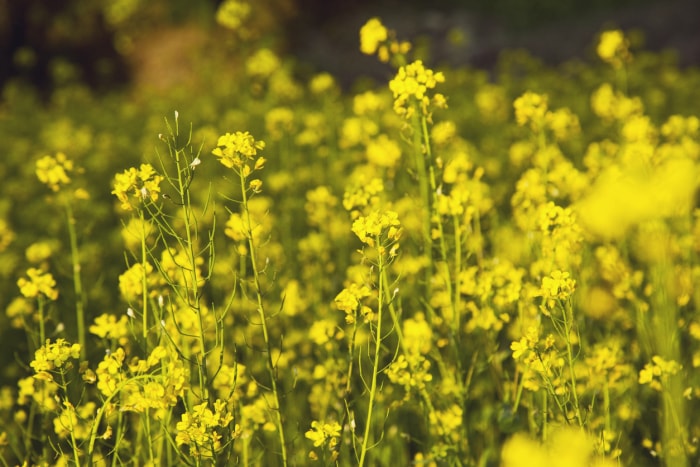 Vue rapprochée des plants de moutarde à fleurs jaunes