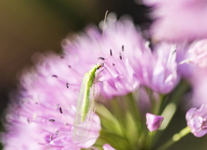 6 bestioles de jardin bénéfiques que vous pouvez acheter en ligne