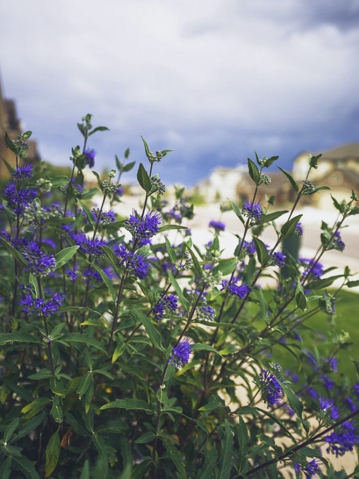 25 plantes faciles à utiliser pour un aménagement paysager à toute épreuve