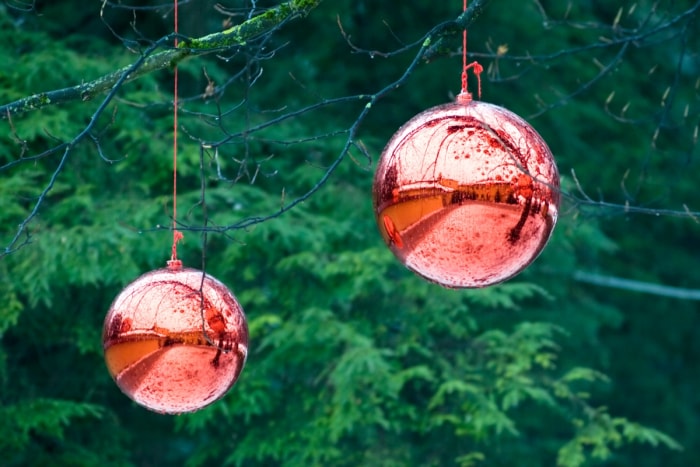 Boules d'observation rouges suspendues à un arbre.